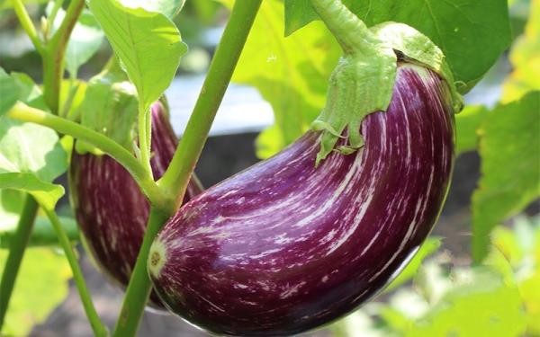 قیمت خرید بادمجان بنفش + فروش ویژه